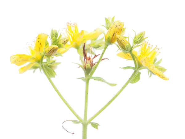 St. John's wort blommor på vit bakgrund — Stockfoto