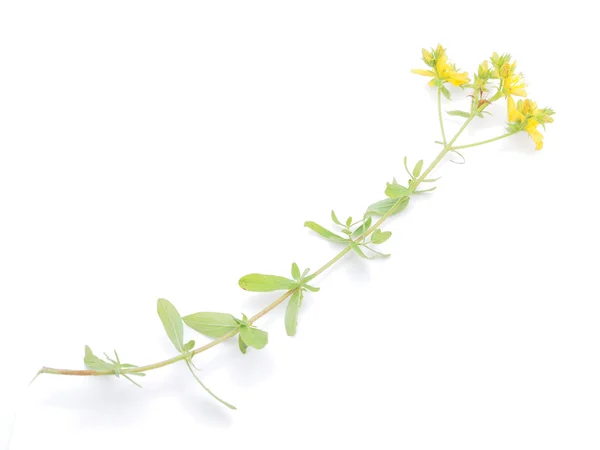 St. John's wort bloemen op een witte achtergrond — Stockfoto