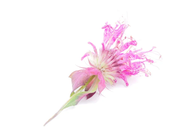 Bergamot flowers on a white background — Stock Photo, Image