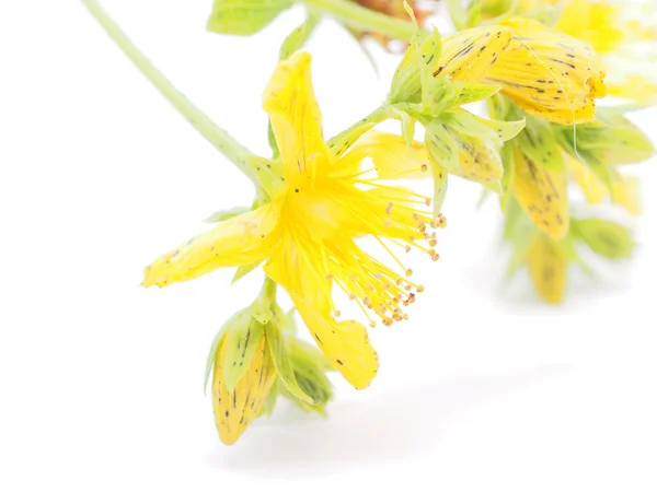 Erva de São João flores em um fundo branco — Fotografia de Stock