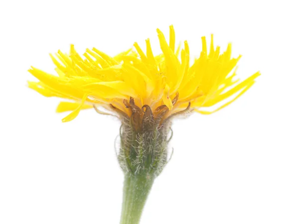 Kwiat salsefii — Zdjęcie stockowe