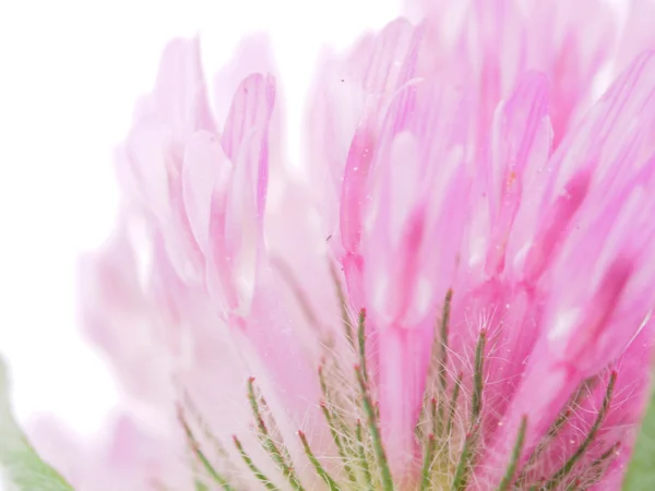 Clover flower close-up — стоковое фото