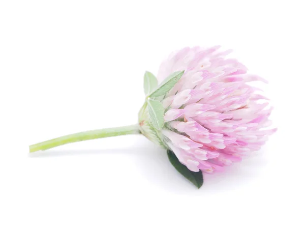 Flor de trébol sobre un fondo blanco —  Fotos de Stock