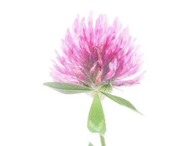 beyaz zemin üzerine yonca çiçek