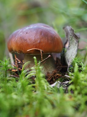 Ormanda mantar düşmek