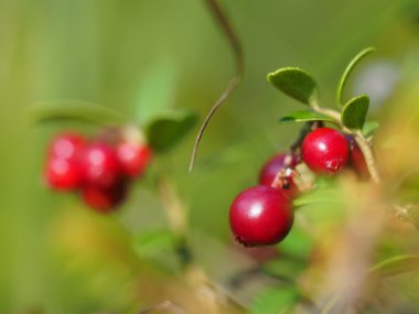 Ormandaki kızılcıklar