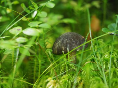 Ormanda mantar düşmek