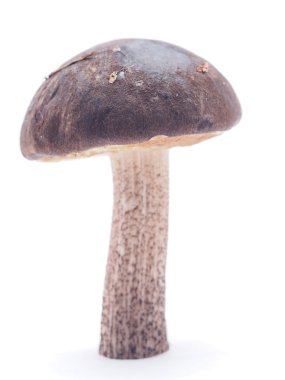 Boletus mantarı beyaz zemin üzerine