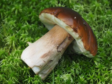 Ormanda mantar düşmek