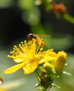 ormandaki hoverfly