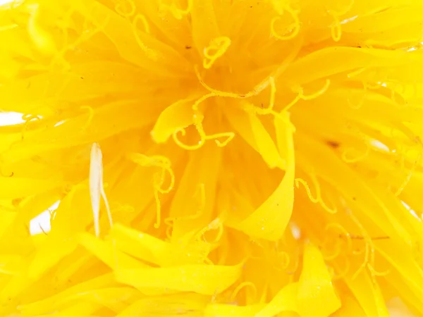 Salsifiera blomma — Stockfoto