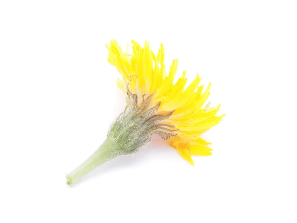 Salsify flower — Stock Photo, Image