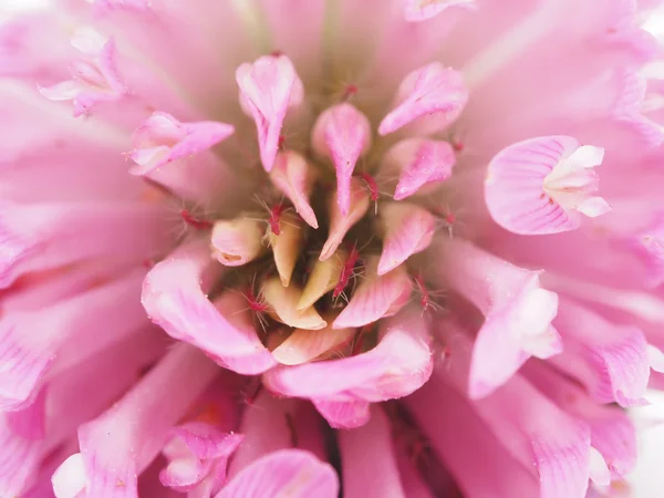 Yonca çiçek yakın çekim — Stok fotoğraf