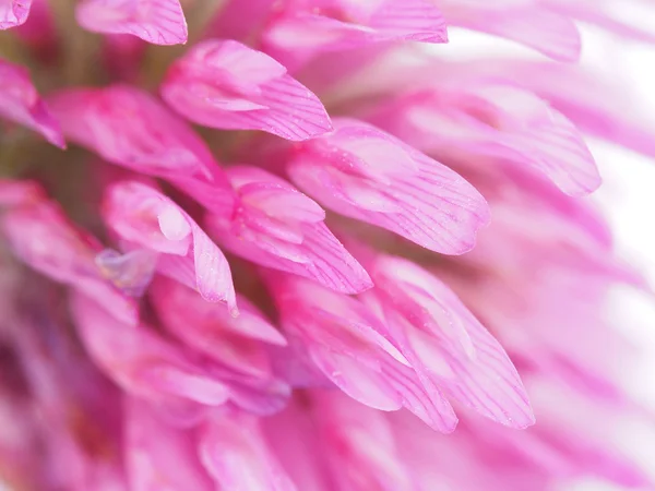 Clover flower närbild — Stockfoto
