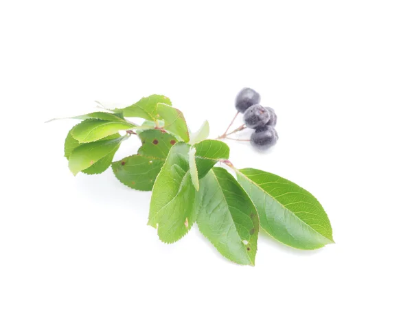 Aronia Beeren Johannisbeeren auf weißem Hintergrund — Stockfoto