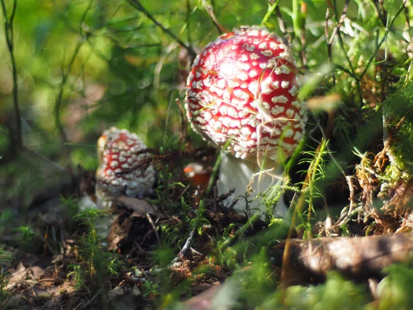 Mouche agarique dans la forêt — Photo