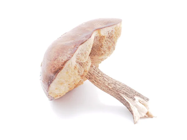 Boletus edulis sobre fundo branco — Fotografia de Stock