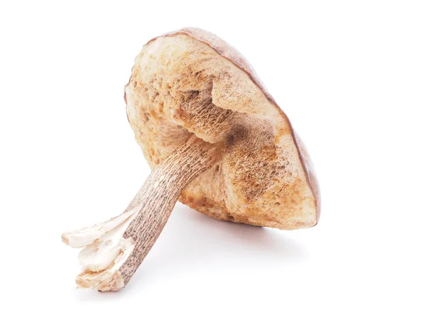 Boletus edulis on white background — Stock Photo, Image