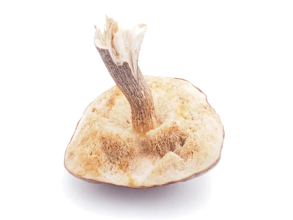 Boletus edulis sobre fundo branco — Fotografia de Stock