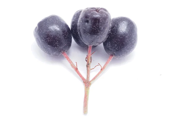 Aronia bogyós gyümölcsök ribizli, fehér alapon — Stock Fotó
