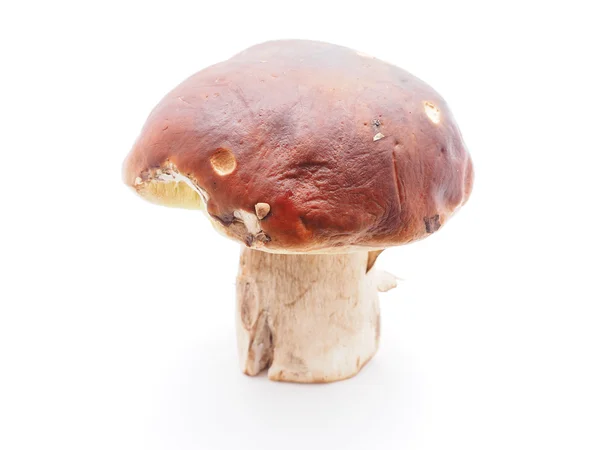 King boletus mushrooms on a white background — Stock Photo, Image