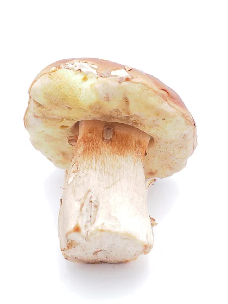 Rei boleto cogumelos em um fundo branco — Fotografia de Stock