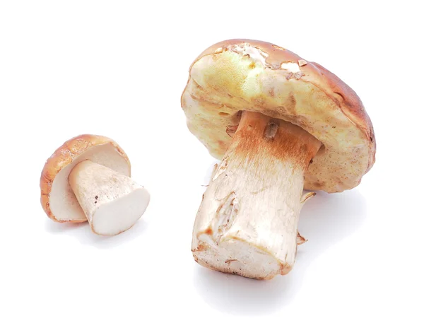 Rei boleto cogumelos em um fundo branco — Fotografia de Stock