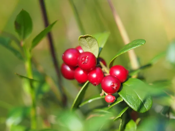 Bosbessen in het bos — Stockfoto