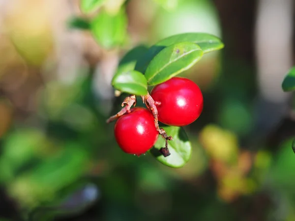 Preiselbeeren im Wald — Stockfoto