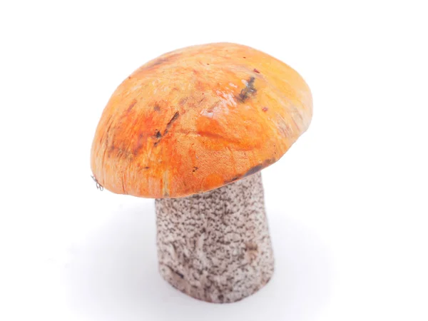 Boletus fehér alapon — Stock Fotó