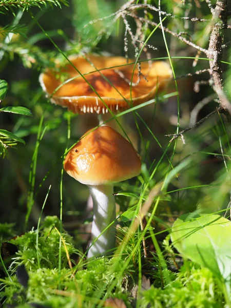 Volare agarico nella foresta — Foto Stock