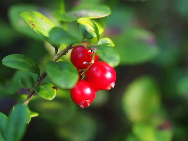 Preiselbeeren im Wald — Stockfoto