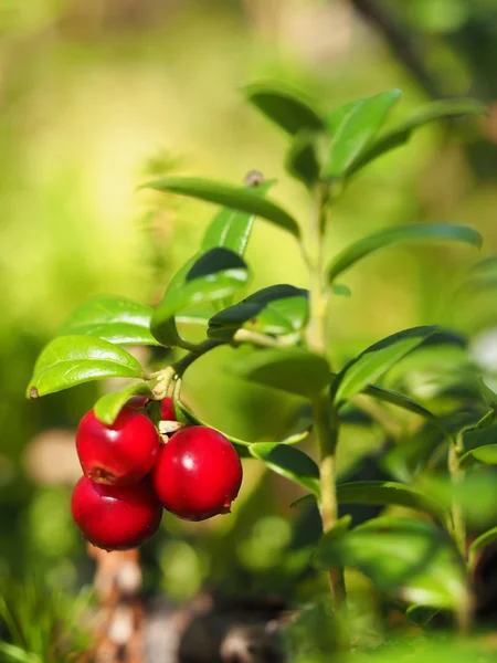 Preiselbeeren im Wald — Stockfoto