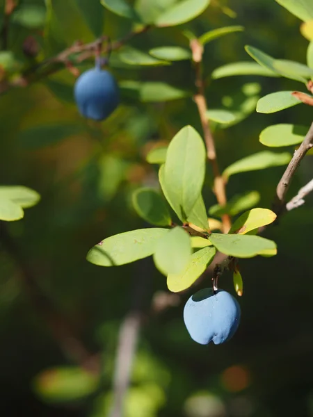 Blueberries in the woods — Stock Photo, Image