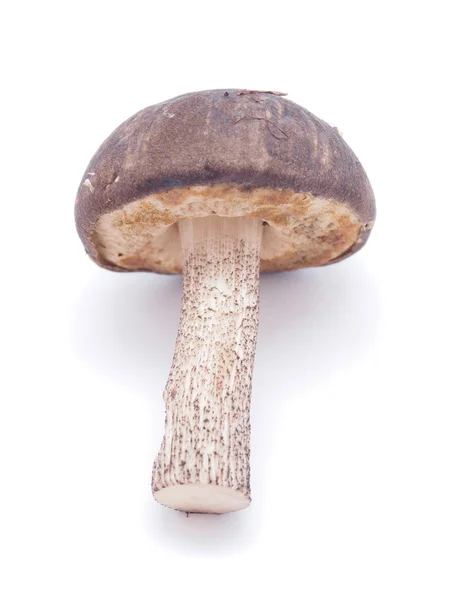 Boletus edulis sobre fundo branco — Fotografia de Stock