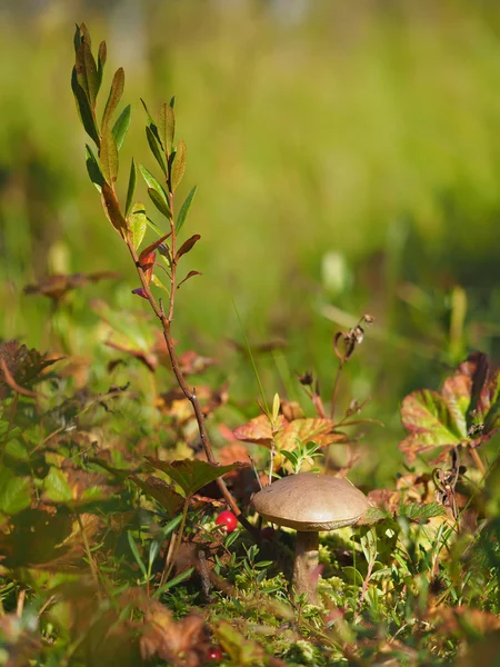 Hösten svamp i skogen — Stockfoto