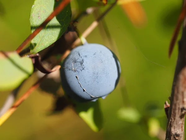 Blueberries in the woods — Stock Photo, Image