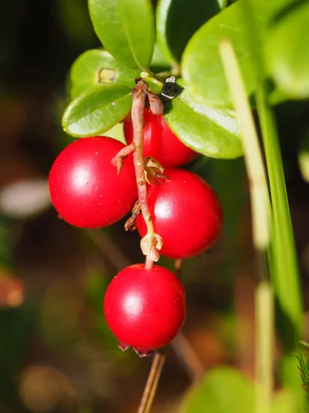 Preiselbeeren im Wald — Stockfoto