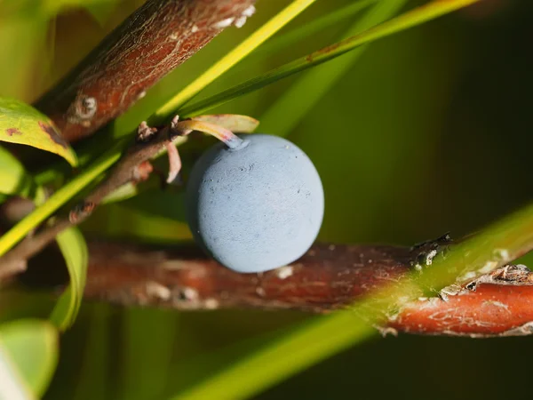 Blueberries in the woods — Stock Photo, Image