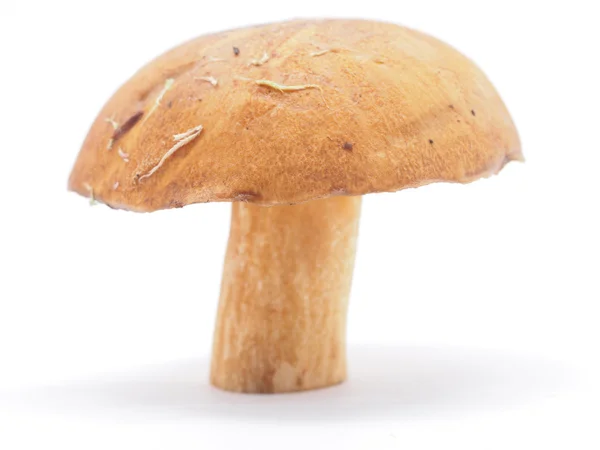 Boletus σε λευκό φόντο — Φωτογραφία Αρχείου