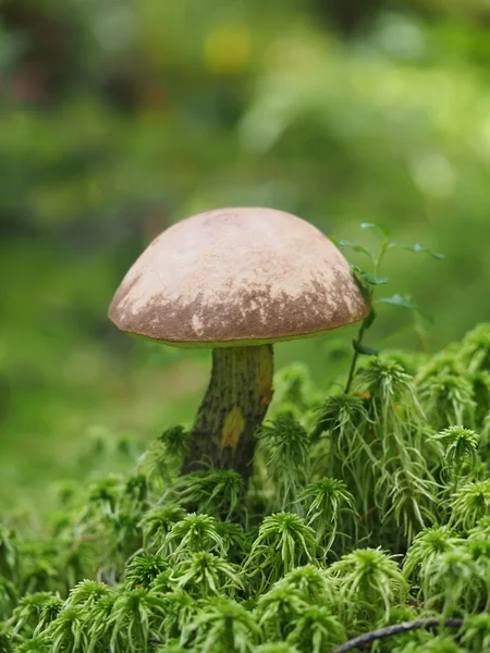 Cogumelo de queda na floresta — Fotografia de Stock