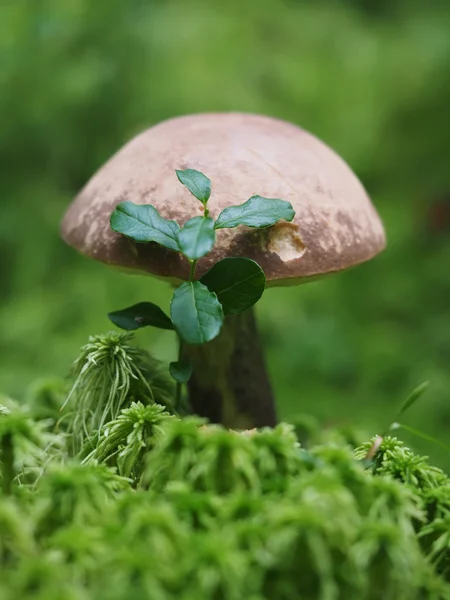 Grzyb jesień w lesie — Zdjęcie stockowe