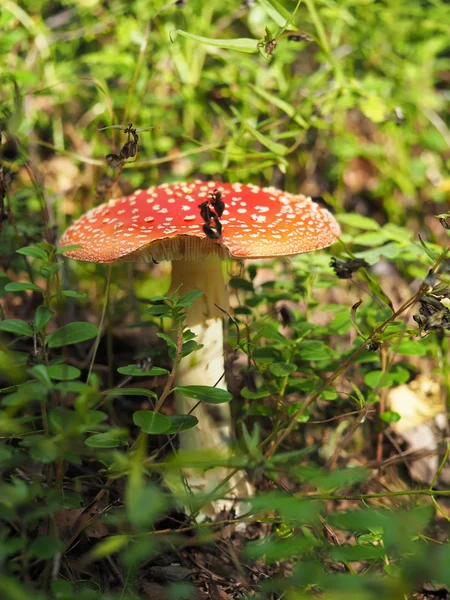 Volar agárico en el bosque — Foto de Stock