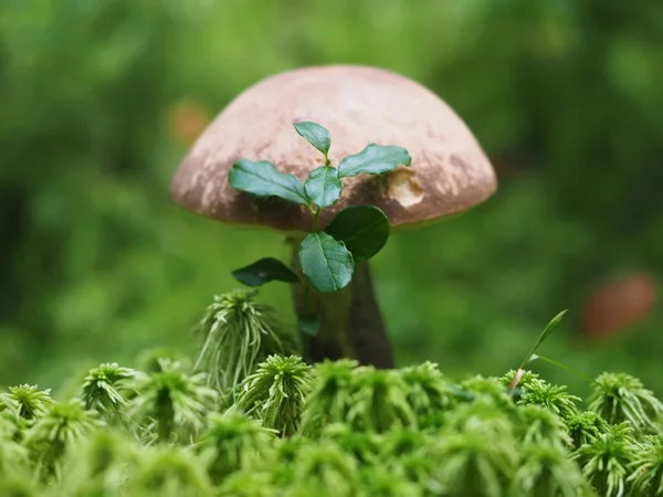 秋天在森林里的蘑菇 — 图库照片