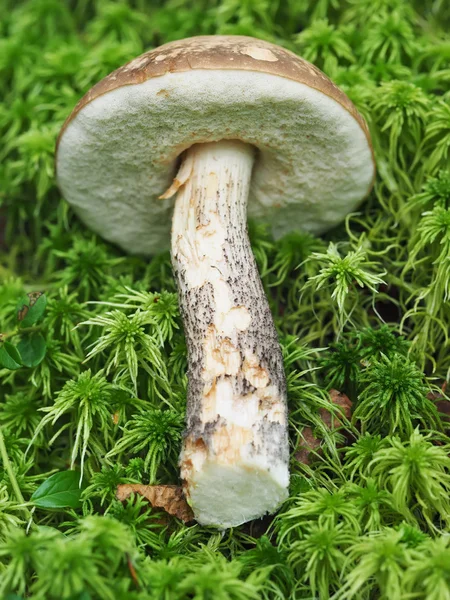 Cogumelo de queda na floresta — Fotografia de Stock