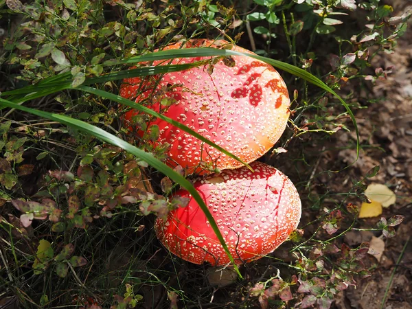 Fly agaric in the forest — Stock Photo, Image