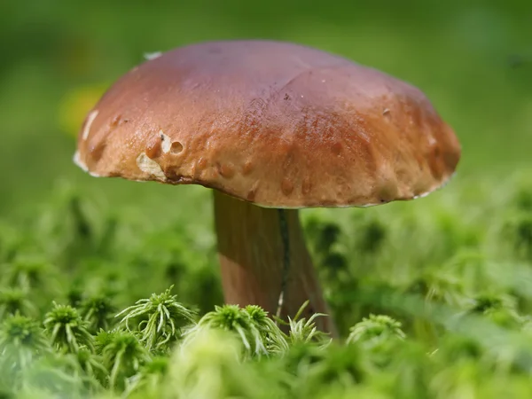 Seta de otoño en el bosque — Foto de Stock