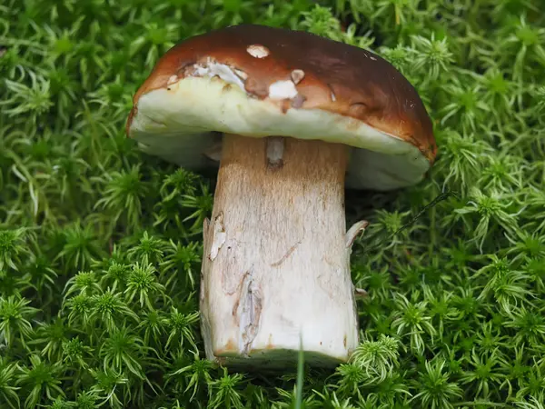 Fall mushroom in the forest — Stock Photo, Image