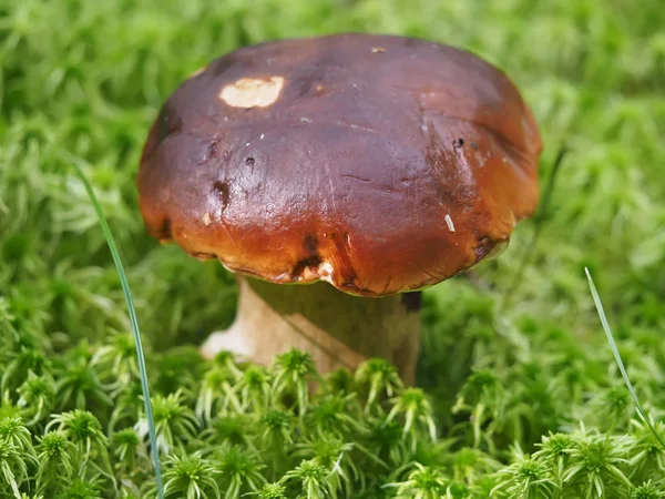 Hösten svamp i skogen — Stockfoto