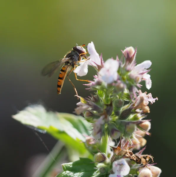 Mosca-mosca na floresta — Fotografia de Stock